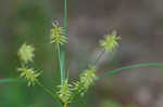 Bristly flatsedge